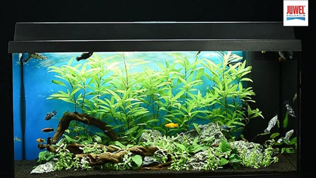 hooi demonstratie Ongelofelijk Primo 110 LED | JUWEL Aquarium