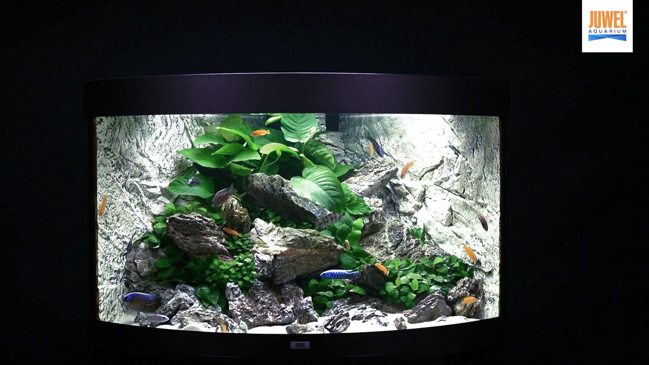 Aquarium Juwel Vision 450 Led noir L.151 x l.64 x H.64 cm - Gamm vert