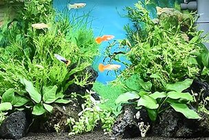 Set Up Examples | JUWEL Aquarium